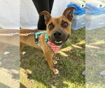 Small #3 Boxer Mix