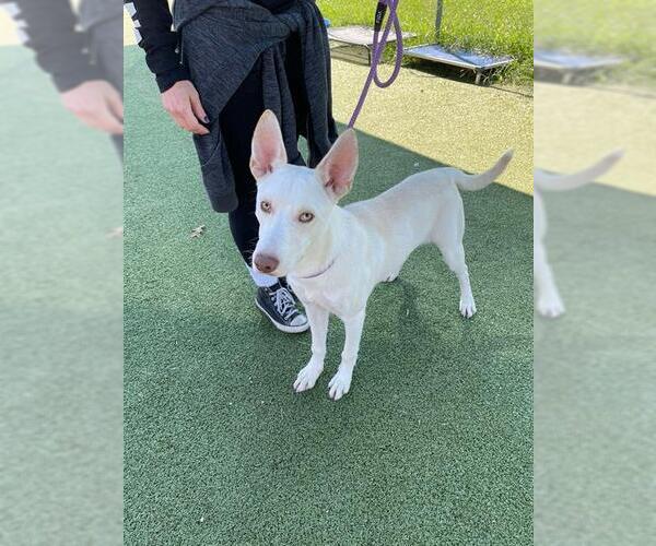 Medium Photo #1 Siberian Husky Puppy For Sale in Pasadena, TX, USA