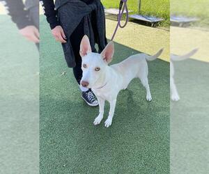 Siberian Husky Dogs for adoption in Pasadena, TX, USA