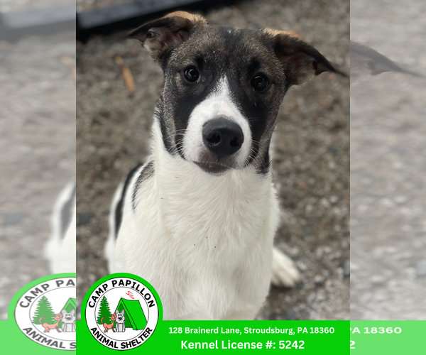 Medium Photo #1 Alaskan Malamute-Norwegian Elkhound Mix Puppy For Sale in Stroudsburg, PA, USA