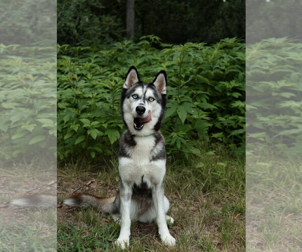 Medium Photo #2 Siberian Husky Puppy For Sale in Carrollton, TX, USA