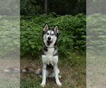 Small #1 Siberian Husky