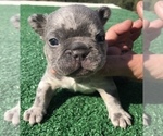 Small Photo #43 French Bulldog Puppy For Sale in PLACERVILLE, CA, USA