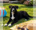 Small #2 Labrador Retriever
