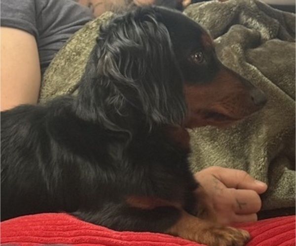Medium Photo #1 Dachshund Puppy For Sale in TERRA ALTA, WV, USA
