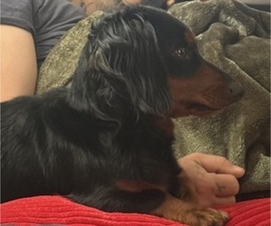 Father of the Dachshund puppies born on 05/08/2026