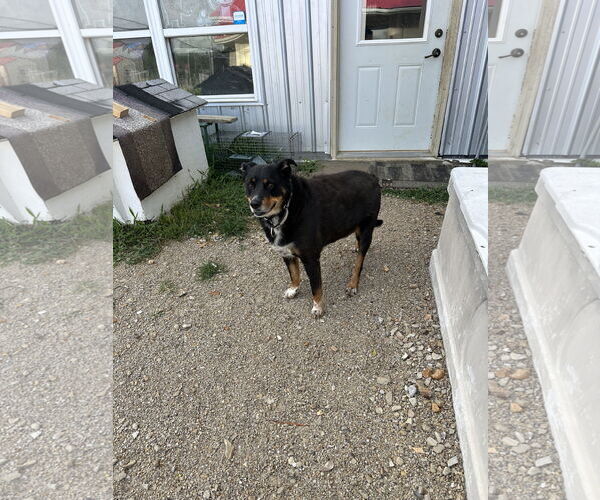 Medium Photo #4 Australian Shepherd-Rottweiler Mix Puppy For Sale in Stover, MO, USA
