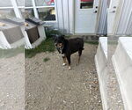 Small #3 Australian Shepherd-Rottweiler Mix