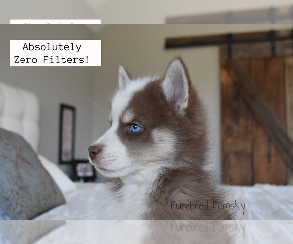 Medium Photo #3 Pomsky Puppy For Sale in KANSAS CITY, MO, USA