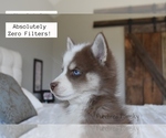 Small #2 Pomsky