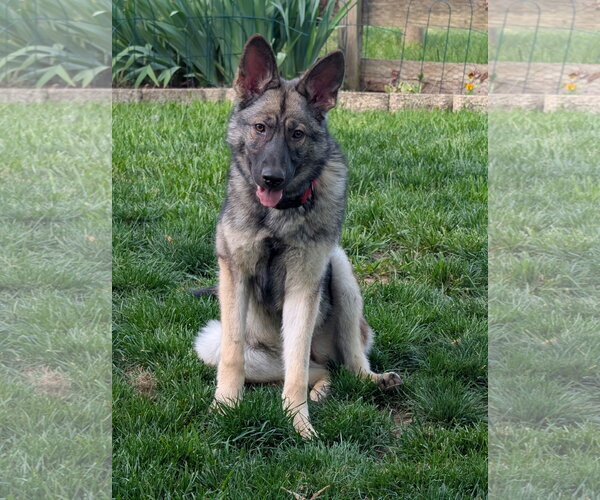 Medium Photo #2 German Shepherd Dog Puppy For Sale in New Hill, NC, USA