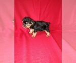 Small Photo #27 Yorkshire Terrier Puppy For Sale in LAPEER, MI, USA