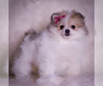Small Photo #80 Pomeranian Puppy For Sale in WARSAW, IN, USA