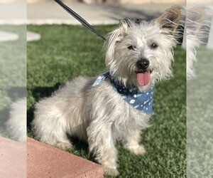 Cairn Terrier-Unknown Mix Dogs for adoption in La Verne, CA, USA