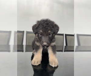 Medium German Shepherd Dog-Siberian Husky Mix