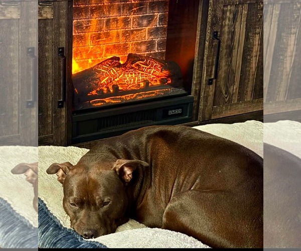 Medium Photo #3 American Pit Bull Terrier-Unknown Mix Puppy For Sale in Germantown, OH, USA