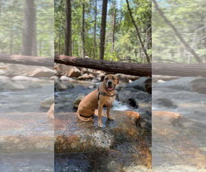 American Pit Bull Terrier-Staffordshire Bull Terrier Mix Dogs for adoption in San Diego, CA, USA