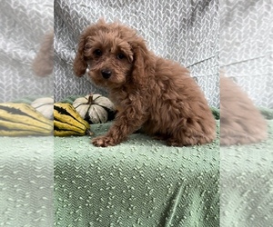 Cavapoo-Poodle (Toy) Mix Puppy for sale in SHIPSHEWANA, IN, USA