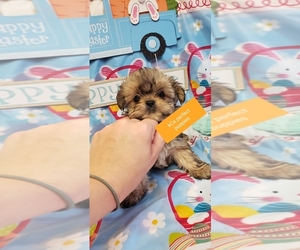 Shorkie Tzu Puppy for sale in FOUNTAIN INN, SC, USA