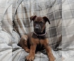 Small Photo #3 Belgian Malinois-Doberman Pinscher Mix Puppy For Sale in MILLBROOK, NY, USA