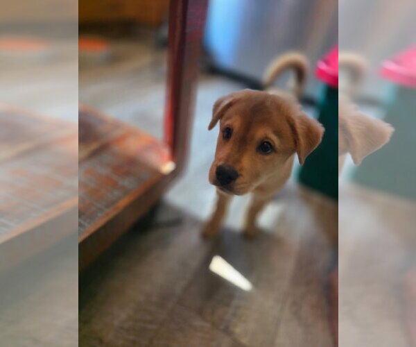 Medium Photo #2 Mutt Puppy For Sale in New London, WI, USA