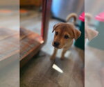 Small #1 Mutt
