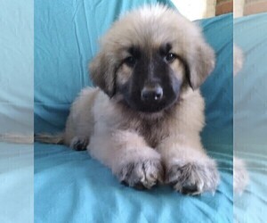 King Shepherd Puppy for sale in GRAND CANYON CAVERNS, AZ, USA
