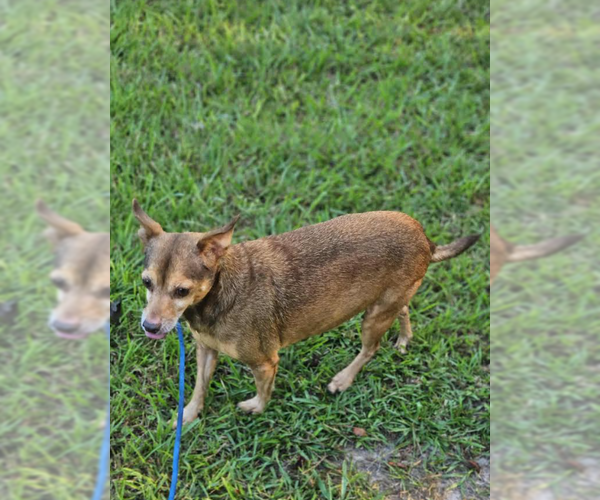 Medium Photo #3 Chihuahua-Unknown Mix Puppy For Sale in Cranston, RI, USA
