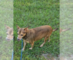 Small #2 Chihuahua Mix