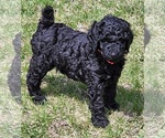 Small Photo #7 Poodle (Standard) Puppy For Sale in WEBSTER, MN, USA