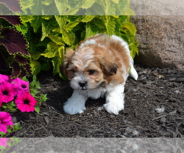 Medium Photo #1 Mal-Shi Puppy For Sale in GREENWOOD, WI, USA