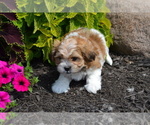 Puppy Brody Mal-Shi