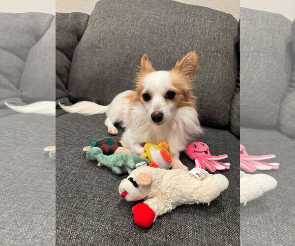 Medium Photo #3 Chion Puppy For Sale in Santa Clara, CA, USA