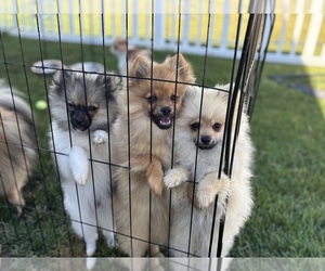 Pomeranian Litter for sale in DANVILLE, IN, USA