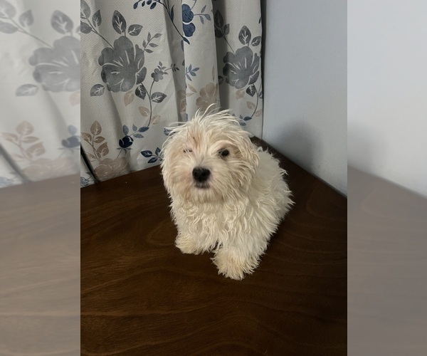 Medium Photo #7 Havanese Puppy For Sale in DURHAM, CT, USA