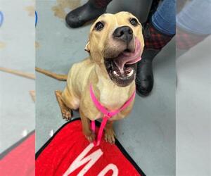 American Pit Bull Terrier-Unknown Mix Dogs for adoption in Peoria, IL, USA