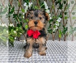 Image preview for Ad Listing. Nickname: Theo