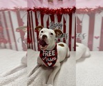 Small #8 American Pit Bull Terrier Mix