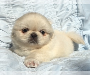 Pekingese Puppy for sale in MESQUITE, TX, USA