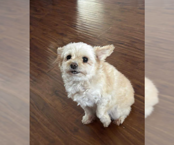 Medium Photo #2 Mutt Puppy For Sale in Cranston, RI, USA