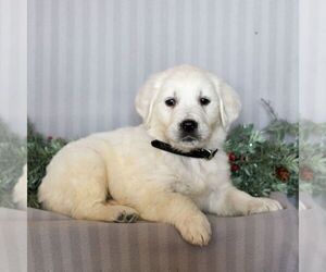 English Cream Golden Retriever Puppy for sale in LITITZ, PA, USA