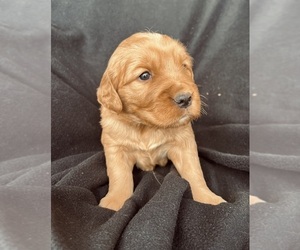 Golden Retriever Puppy for sale in DELTA, CO, USA
