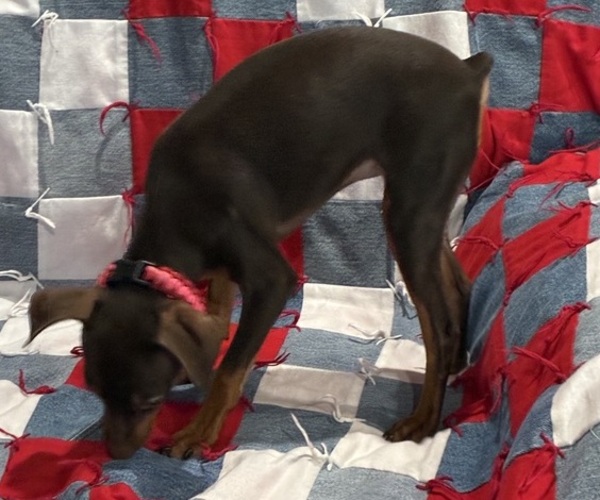 Medium Photo #3 Miniature Pinscher Puppy For Sale in HIGHLAND, IN, USA