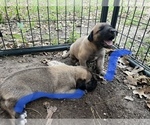 Small Photo #2 Kangal Dog Puppy For Sale in WACO, TX, USA
