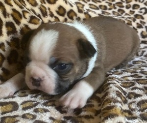 Boston Terrier Puppy for sale in HICKORY, NC, USA