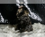 Small #6 YorkiePoo