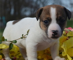 Small Photo #4 Jack Russell Terrier Puppy For Sale in ORRVILLE, OH, USA