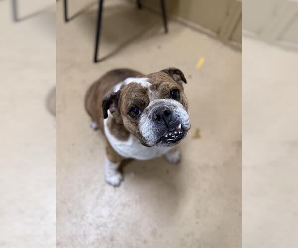 Medium Photo #1 Bulldog Puppy For Sale in Chula Vista, CA, USA
