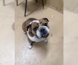 Bulldog Dogs for adoption in Chula Vista, CA, USA
