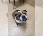 Small Bulldog